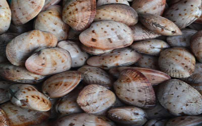 Ngao hai cùi hấp xả